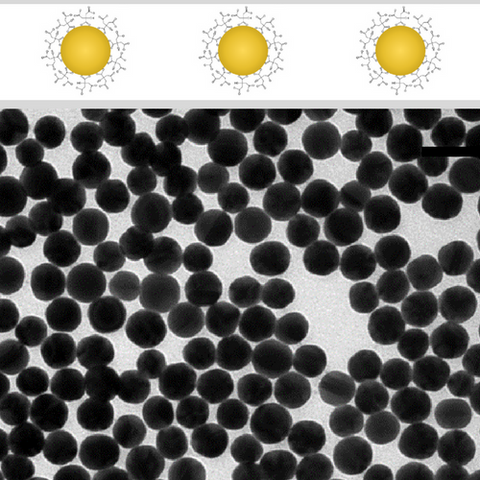 Citrate Stabilized Gold NanoSpheres